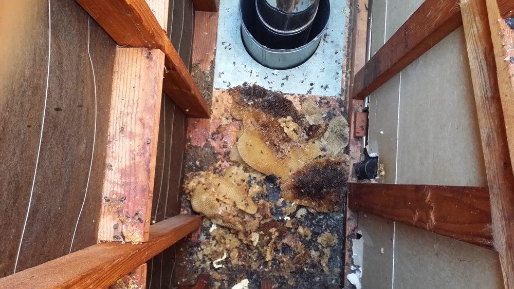Large abandoned bee hive built up around a flue pipe inside a chimney chase